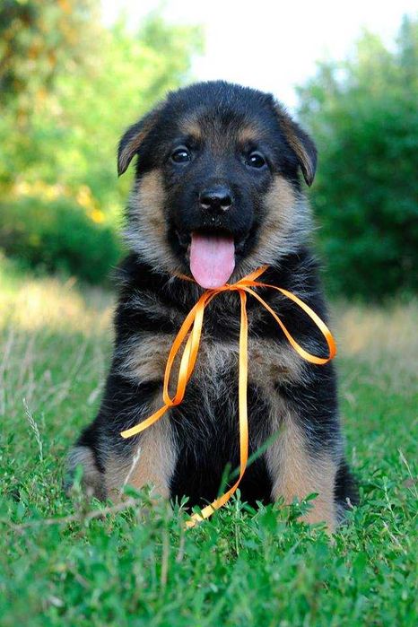 Цуценята німецької вівчарки з чудовим походженням! Кобелі та суки!