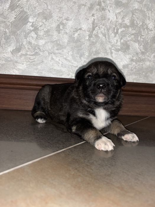 Віддам цуценят у добрі руки