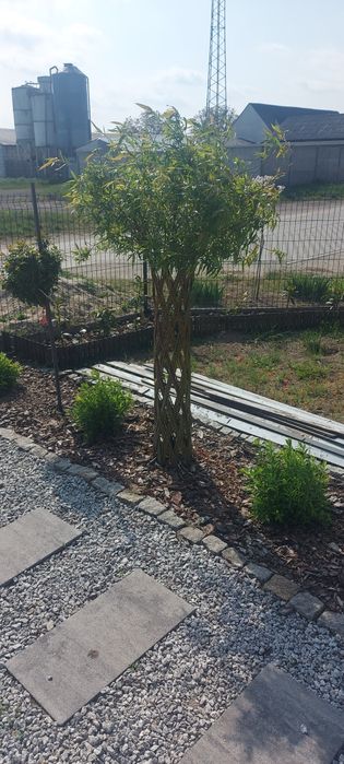 Wierzba pleciona salix