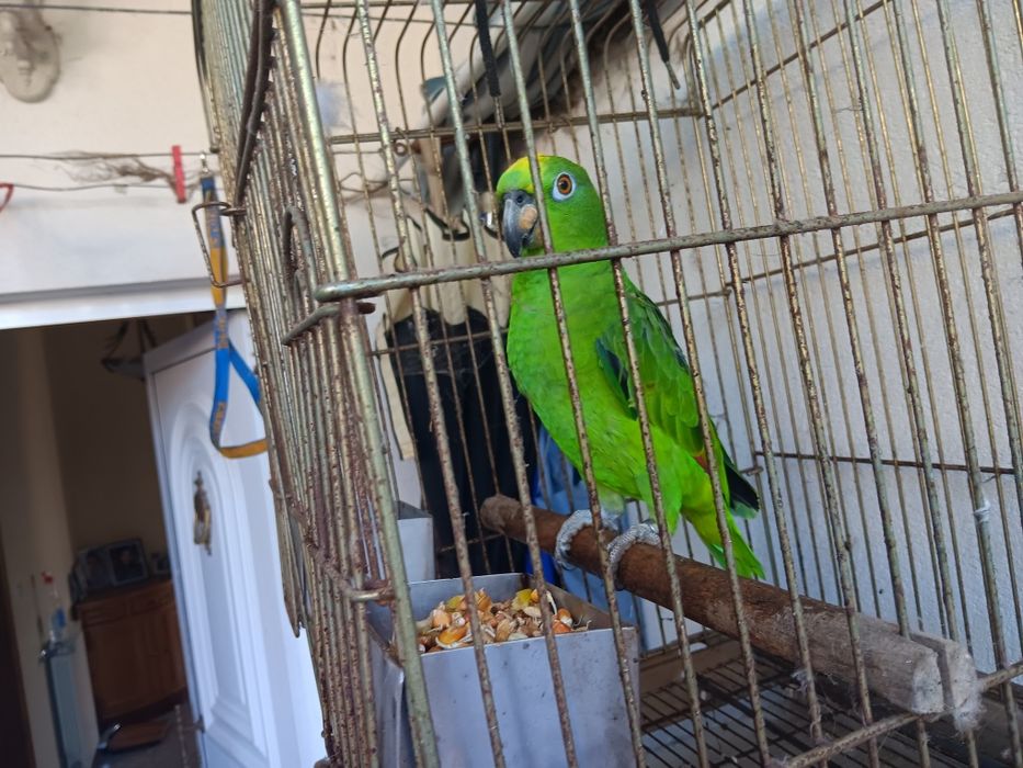 Papagaio ochrocephalo