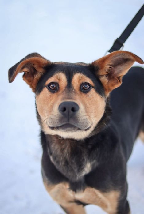 Młody Żwirek czeka na dom  / do adopcji