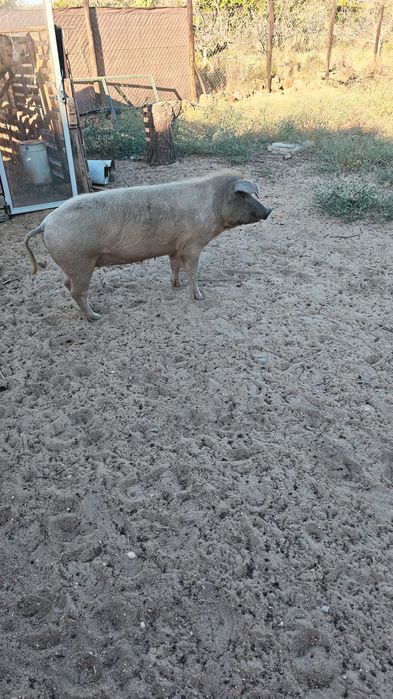 Mudança de pasto