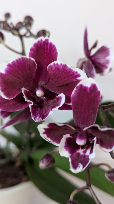 Орхідея фаленопсис ексклюзив.