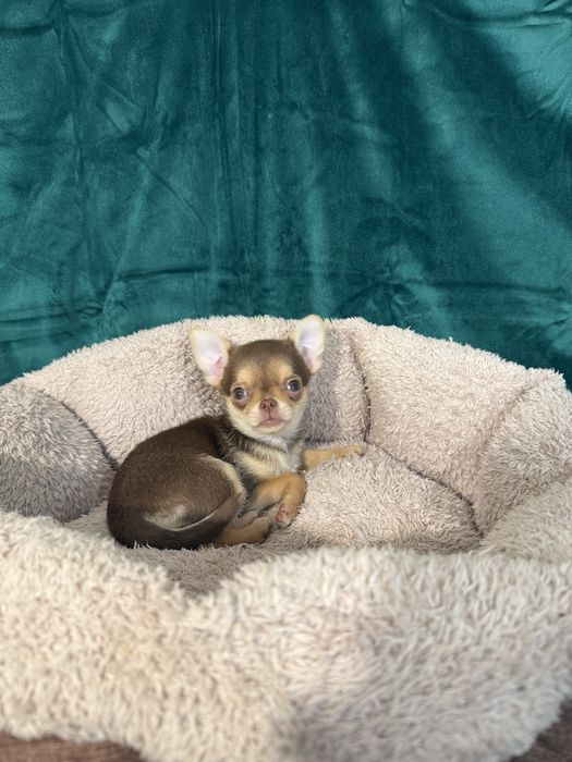 Красуня чихуахуа