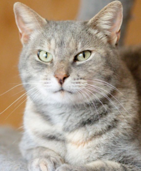 Харпер, красотка пампушечка кошка, 3.5 года