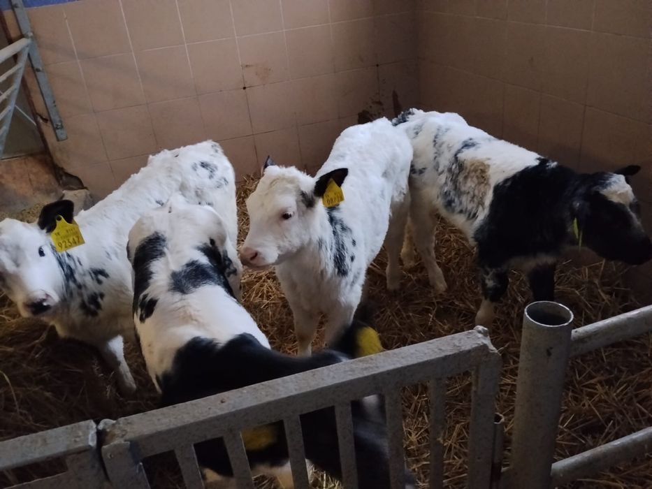 Sprzedam 8 sztuk jalowke