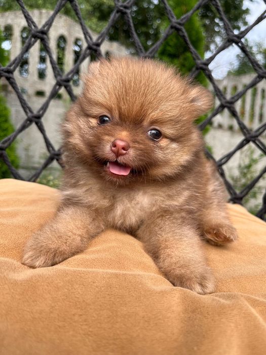 Померанський шпіц