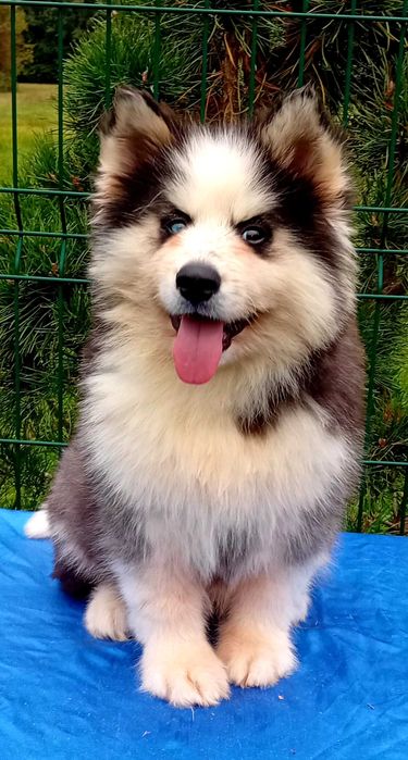 Husky syberyjski-piesek