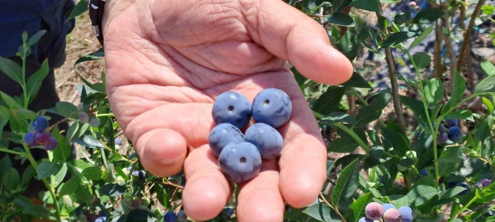 Mirtilos 100% Biológicos