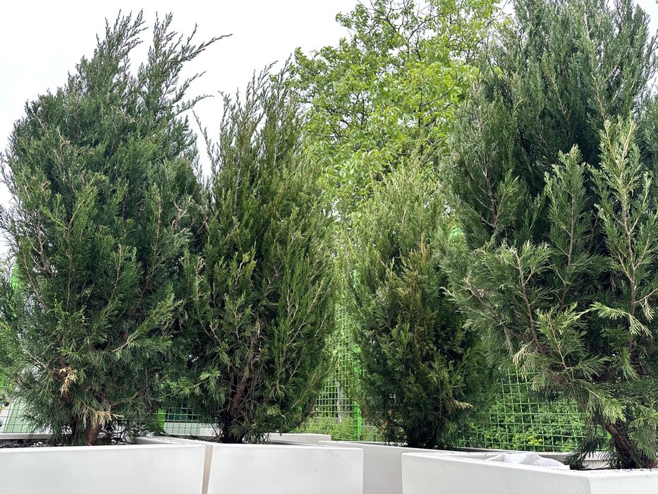 donice z iglakami do ogródka