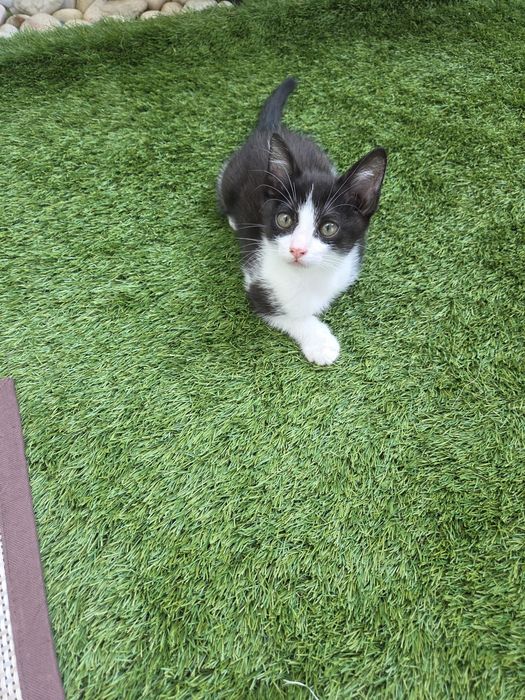 Gatinho para adoção
