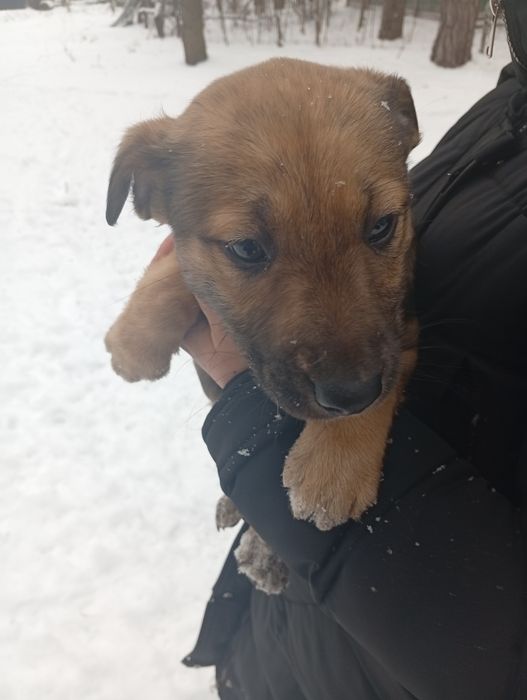 Віддамо цуценят в хороші руки.