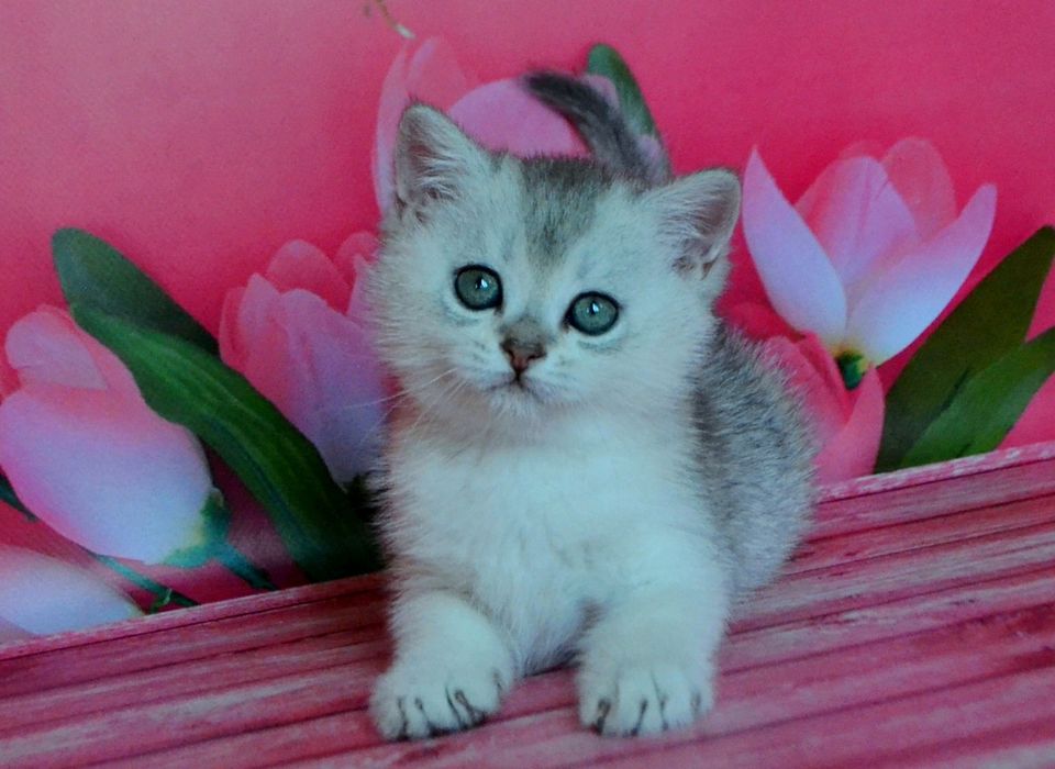 сріблясті шиншили виховані красені