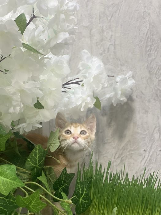 Два маленьких життя! . Давайте врятуємо їх! Кошеня, 2 міс