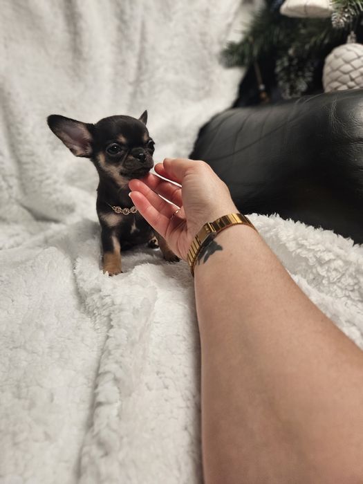 Mini sudo chihuahua