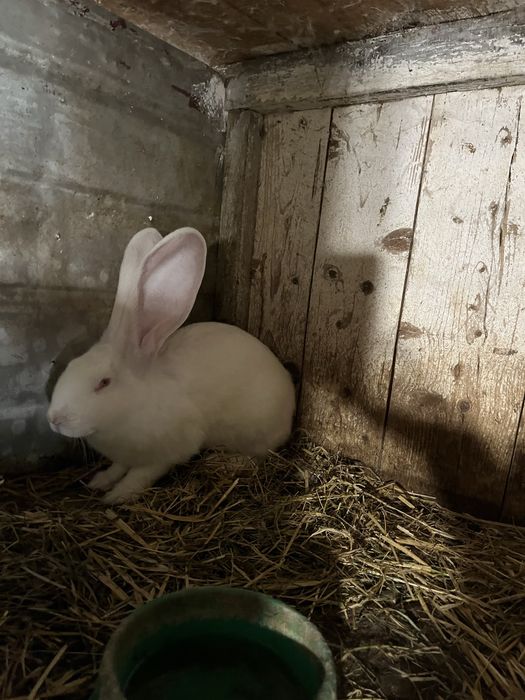 Кролі породи білий велетень