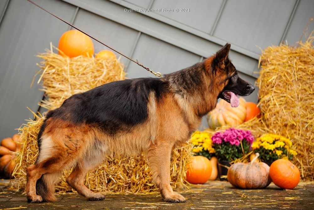 Цуценята німецької вівчарки. Документи КСУ.