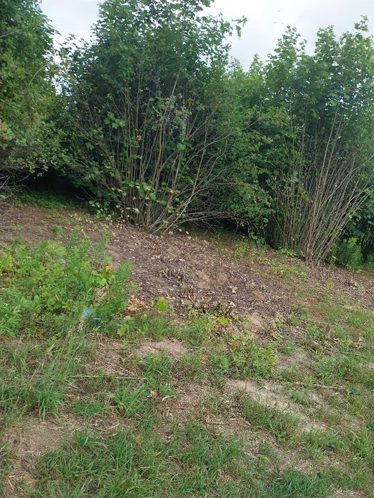 ARONIA Oddam gałęzie aronii w zamian za wycinkę