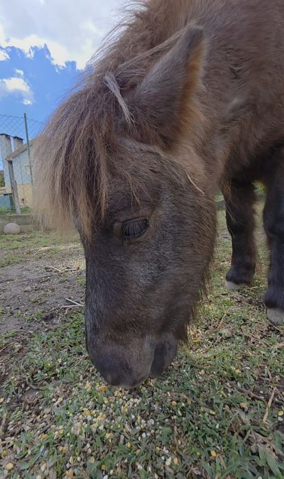 Vendo mini poni com 2 anos. Não disponho de transporte.