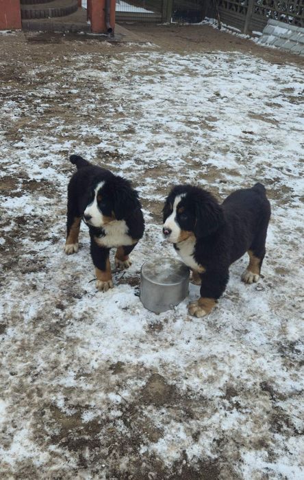 Berneński Pies Pasterski