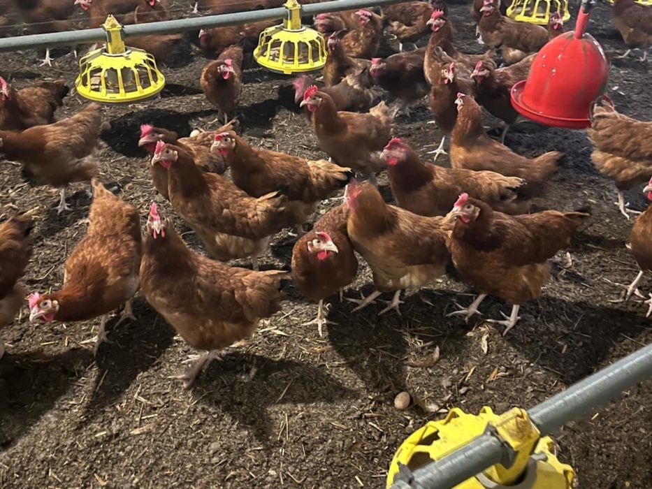 Kury nioski lekhorny