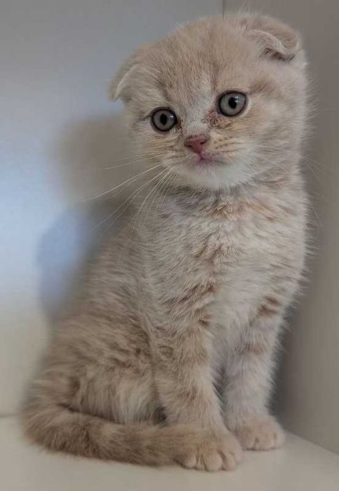 Котик хлопчик красунчик!!!