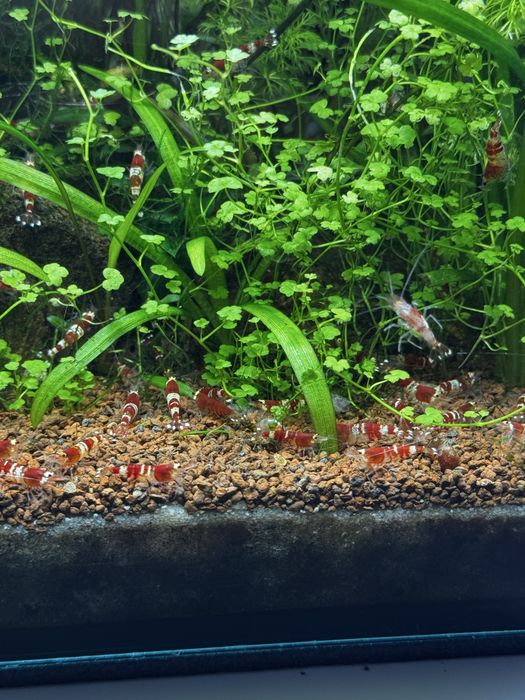 Camaroes caridina Crystal Red