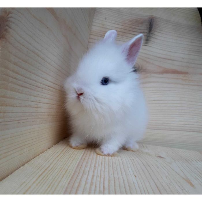 Супер мини кролики,большой выбор