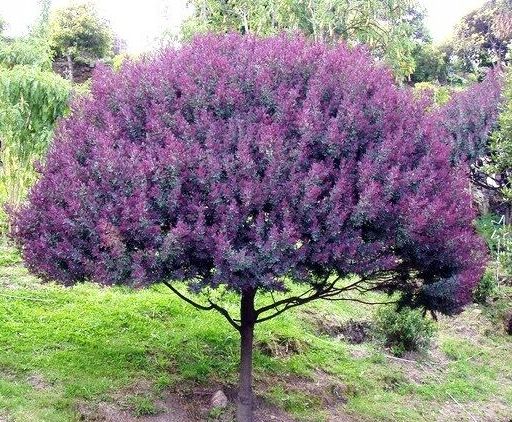 Akacja Purpurowa o żółtych kwiatach (Acacia Baileyana Purpurea)