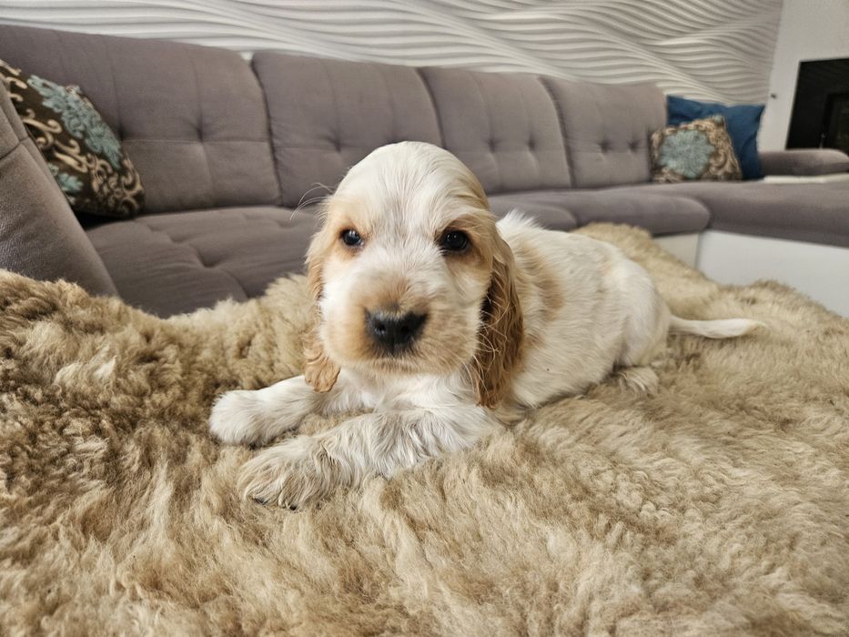 Piesek Cocker Spaniel Angielski