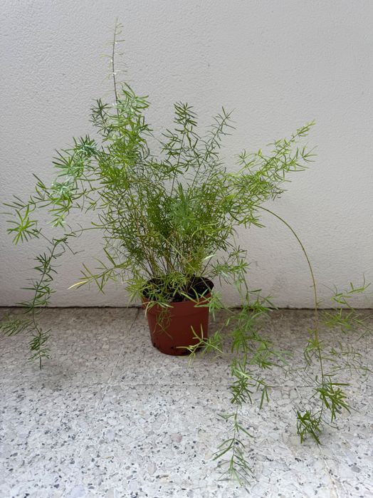 Planta Asparagus densiflorus 'Sprengeri'