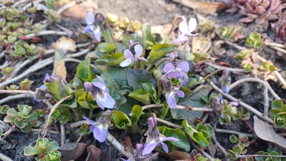 Грунтопокривні квіти