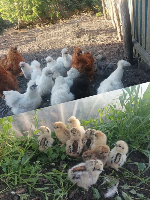 Інкубаційні яйця курей породи китайська шовкова та амараукана