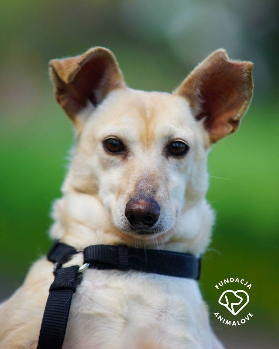 Piękna, mała i łagodna, beżowa sunia