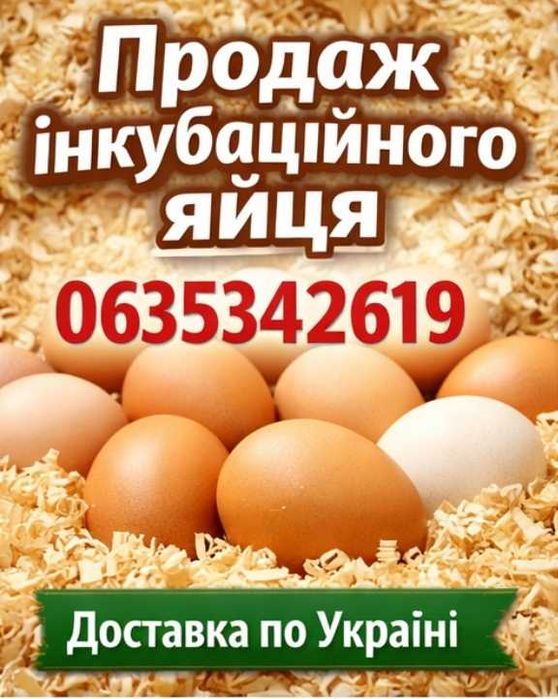 Домінант яйце інкубаційне | В наявності