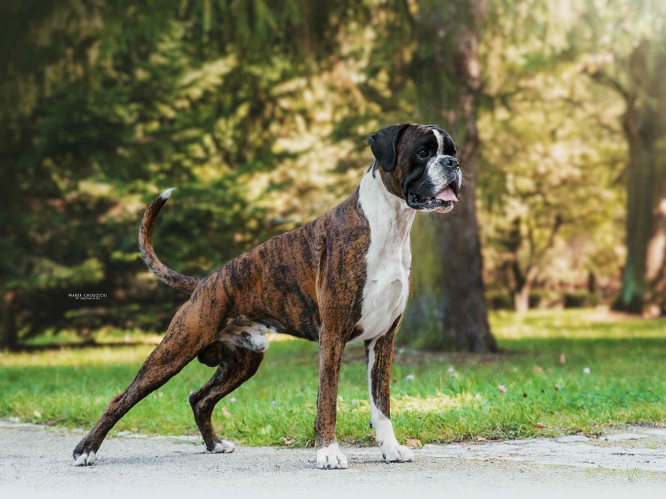 Bokser rasowy szczeniak ZKwP/FCI