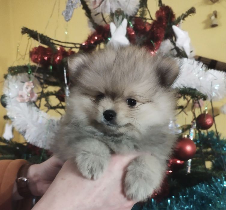Pomeranian szpic miniaturowy ZKwP