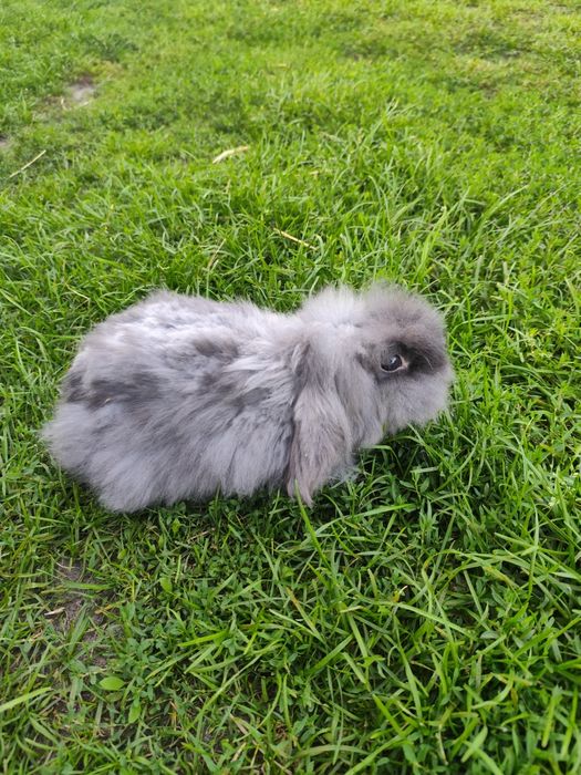 Baranek samica niebieska mini lop