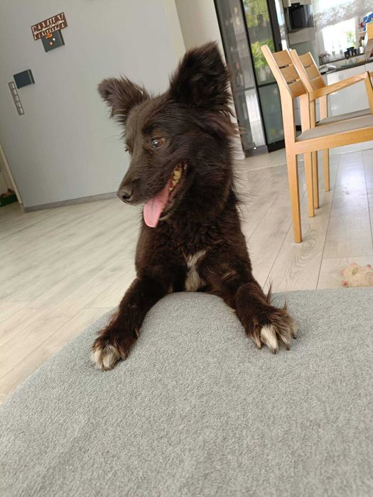 Kimi poleca się do adopcji