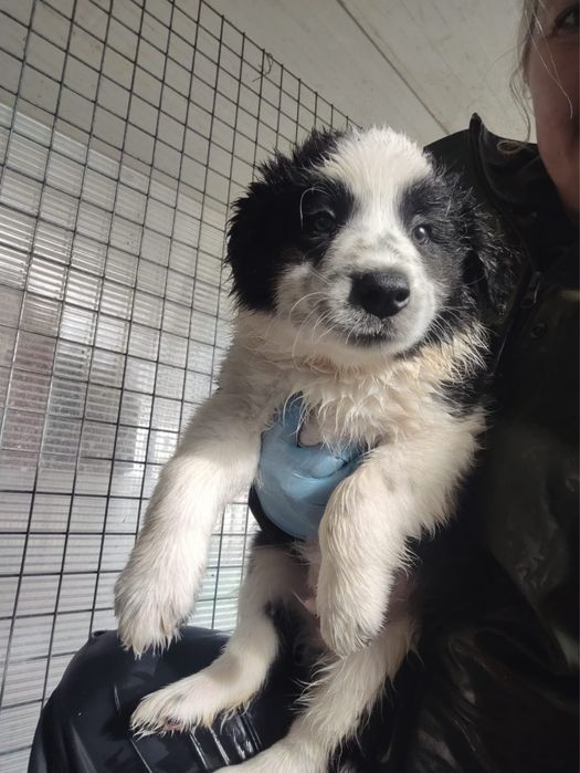 Nesquick e Chocapic - Border Collie, 2 meses