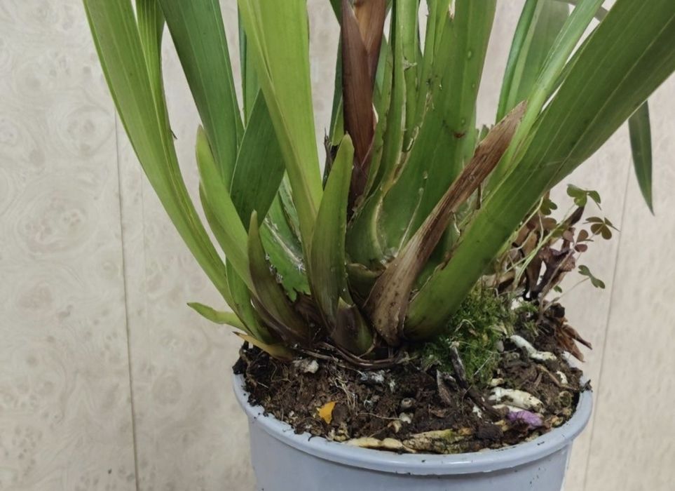 Цимбідіум (перецвів) рожевий