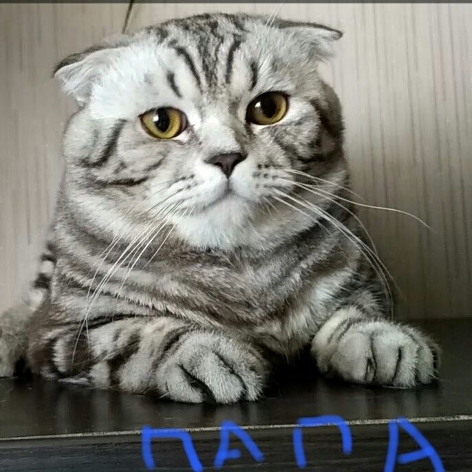 Шотландец ждёт невесту