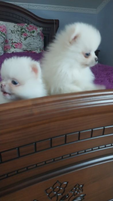 Померанські шпіци  хлопчики