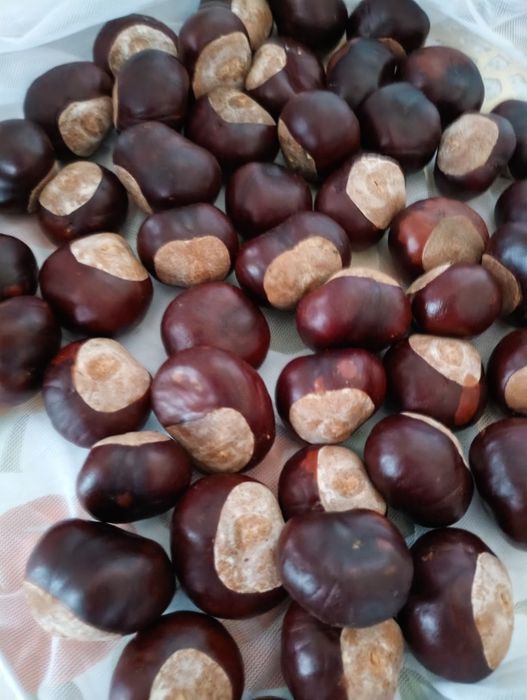 Kasztany 1kg nie jadalny