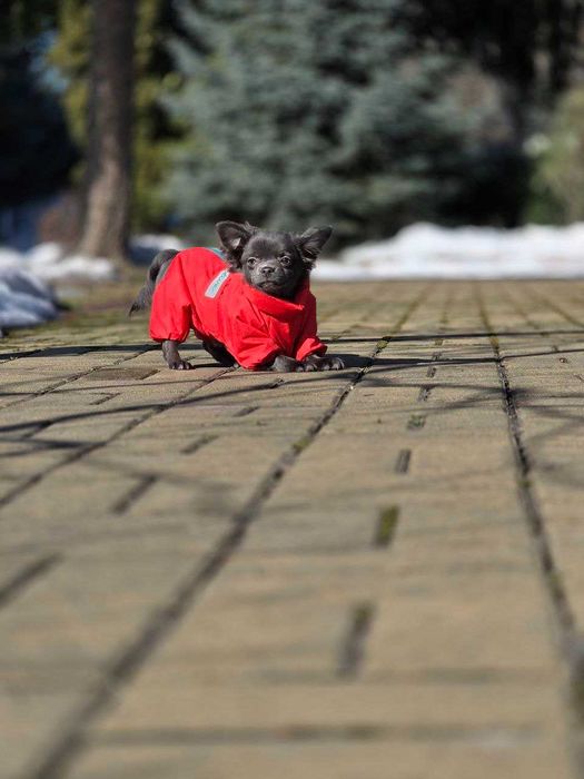 Чихуахуа дівчинка блакитна довгошерста