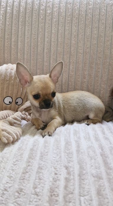 Chihuahua Lindíssima