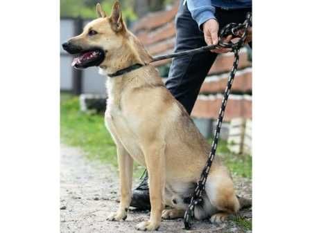 MĄDRY, przyjazny, ŚREDNI (18kg) Dulek