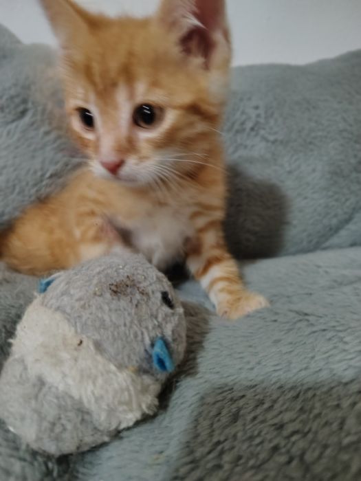 Storczyk i  Chaber 2 miesięczne kociaki do adopcji