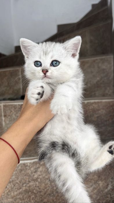 Котинчта, котики, кошенята
