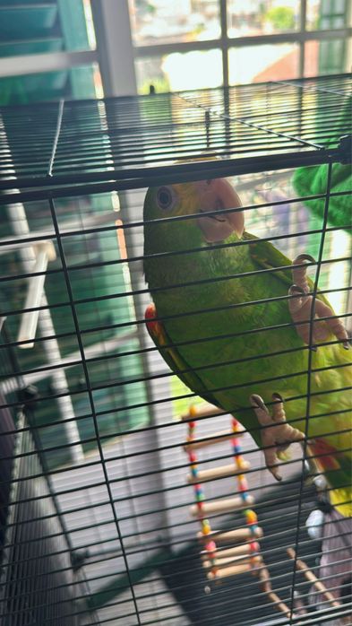 Vendo papagaio + gaiola